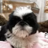 シーズー