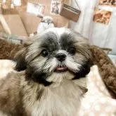 シーズー