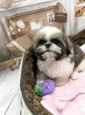 シーズー【静岡県・男の子・2025年6月12日・ホワイト&ゴールド】の写真2