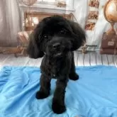 シープー(シーズー×トイプードル)【静岡県・男の子・2025年7月8日・ブラック&ホワイト】の写真4