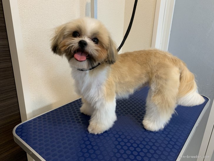 シーズー【・女の子・2022年6月9日・ホワイト＆ゴールド】「ママ🤱です❤️」