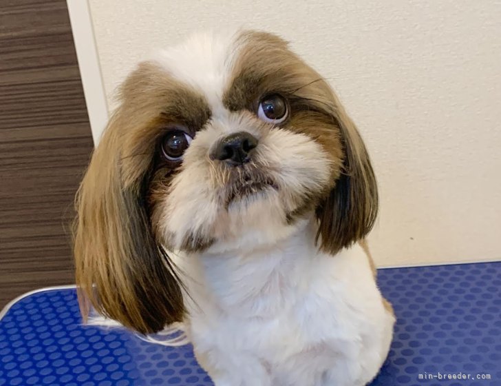 シーズー【・男の子・2022年2月3日・ホワイト&amp;ゴールド】「お目々ぱっちり‼️お顔のパーツも柄も整っています✨とっても友好的な性格🙆‍♀️」