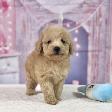 トイプードル(ティーカップ)【静岡県・男の子・2023年11月28日・ペールフォーン】の写真「ティーカップ〜小さめタイニー予想✨☺️」