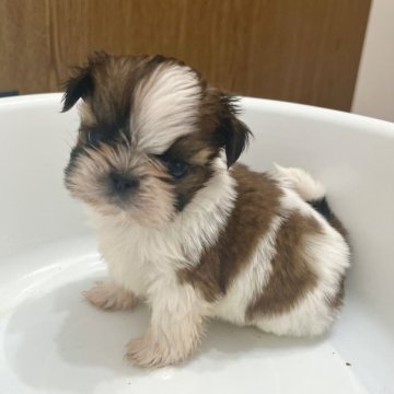 シーズー【静岡県・男の子・2023年11月27日・ホワイト&ゴールド】の写真「1月23日（火）より連れて帰れます❤️身体小さめ‼」