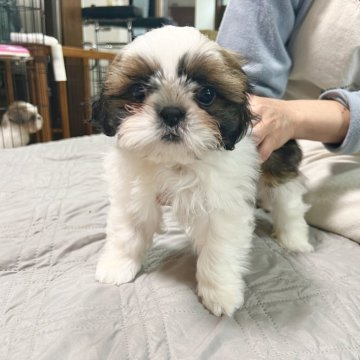 シーズー【静岡県・男の子・2024年1月12日・ホワイト&ゴールド】の写真「7人兄妹の次男坊☺️💖」