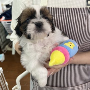 シーズー【静岡県・女の子・2024年1月12日・ホワイト&ゴールド】の写真「お顔の柄もパーツもキレイな女の子👧❤️」