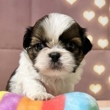 シーズー【静岡県・男の子・2024年5月28日・ホワイト&ゴールド】の写真「5人兄妹の次男坊☺️💖」