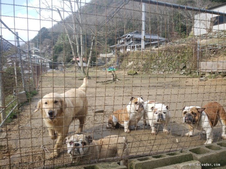 １００坪を超えるお庭をドッグランにして午前中は皆んなで遊び規律を学んでいます。｜稲村　悠介(いなむら　ゆうすけ)ブリーダー(岡山県・ゴールデンレトリバーなど・JKC登録)の紹介写真1