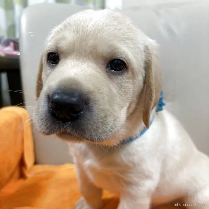 ID：2506-00278の子犬