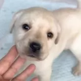 ラブラドールレトリバー【岡山県・男の子・2025年10月28日・イエロー】の写真1