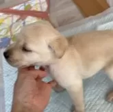 ラブラドールレトリバー【岡山県・男の子・2025年10月28日・イエロー】の写真3