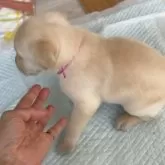 ラブラドールレトリバー【岡山県・男の子・2025年10月28日・イエロー】の写真4