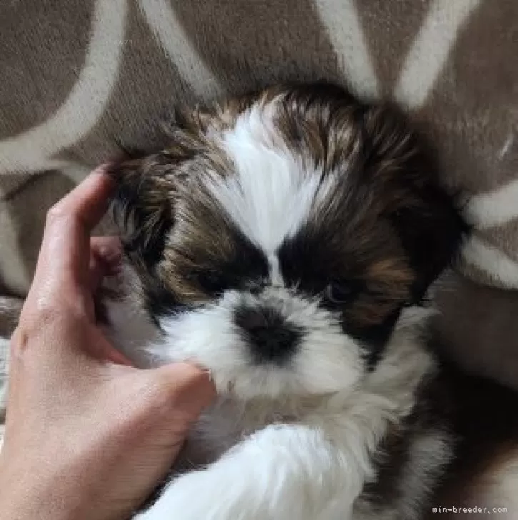 ID:2401-02002の子犬
