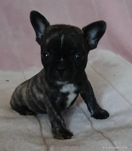 T.A 様のお迎えした子犬