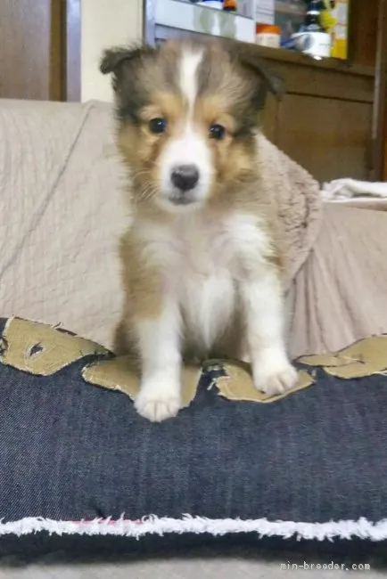 ID:1909-00158の子犬