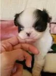 ID:2104-01188の子犬