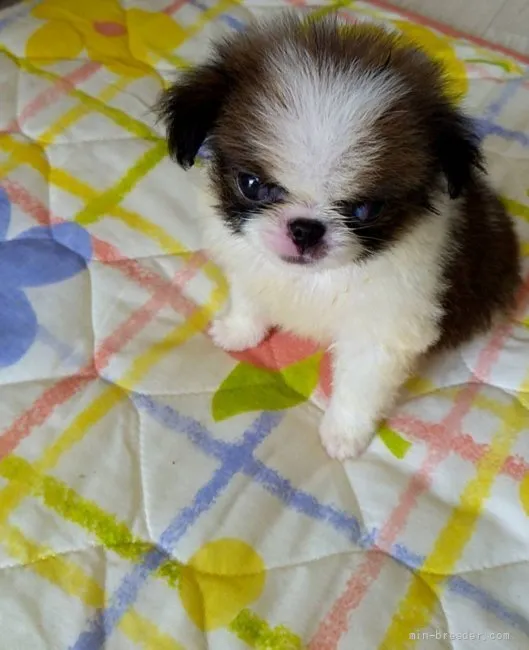 ID：2109-00804の子犬