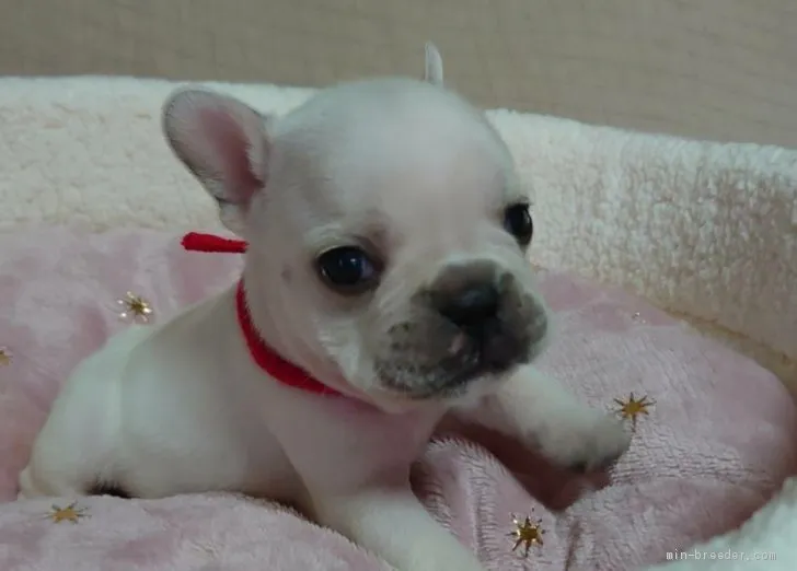 やま 様のお迎えした子犬