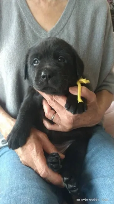 tk 様のお迎えした子犬