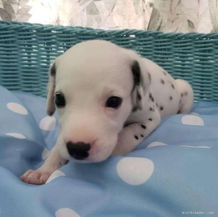 ID：2407-06836の子犬