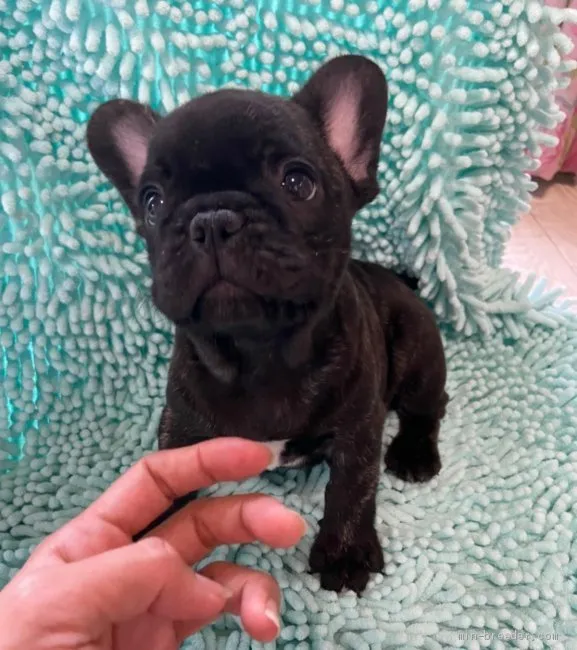 かおかお 様のお迎えした子犬