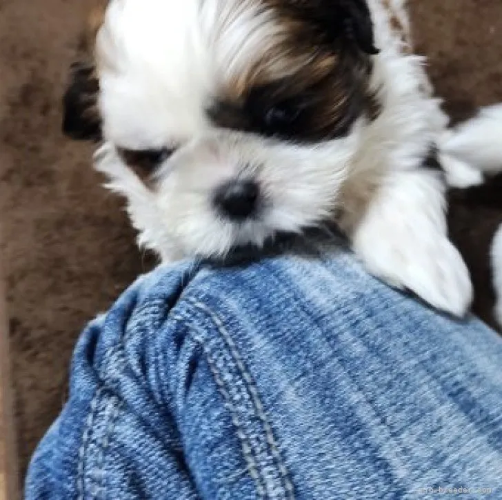ID:2311-00999の子犬