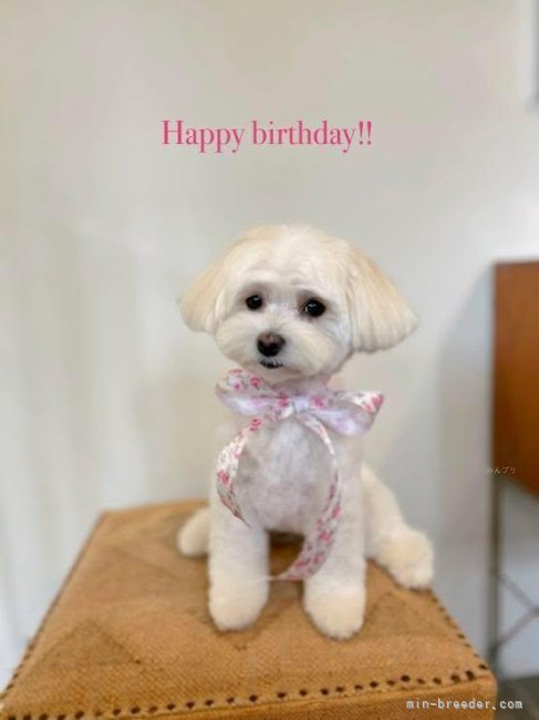 沼崎祐子ブリーダーのブログ:🎀2歳になったモカちゃん🎀