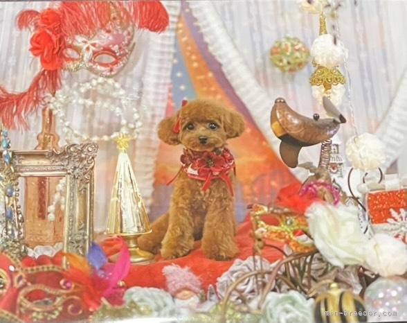 沼崎祐子ブリーダーのブログ：初トリミング✄