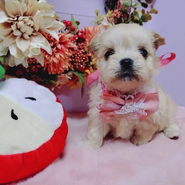 ヨッシー 様のお迎えした子犬