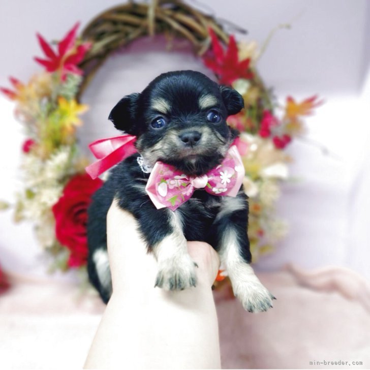 ブリーダー画像