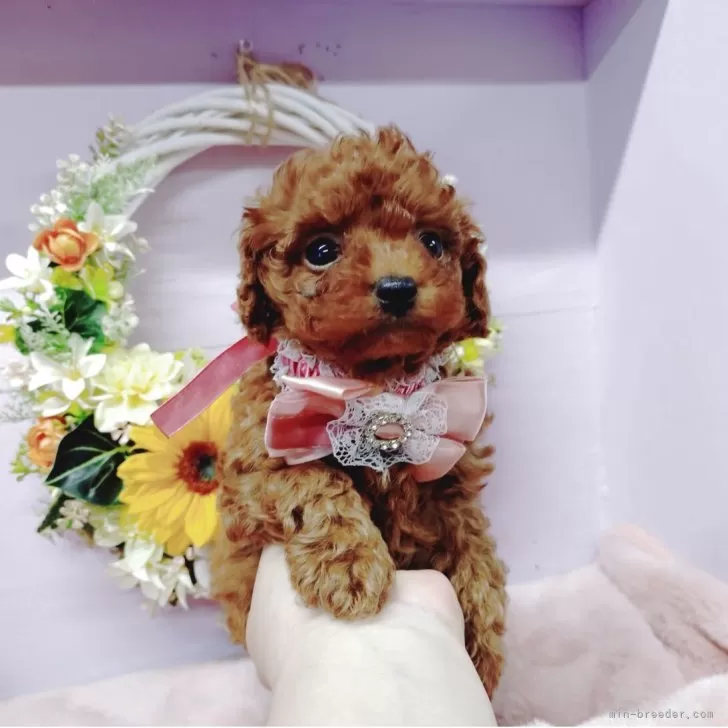 ID：2507-01871の子犬