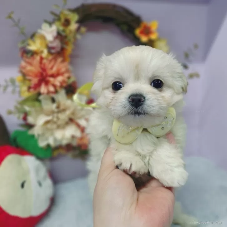 ID：2411-00751の子犬
