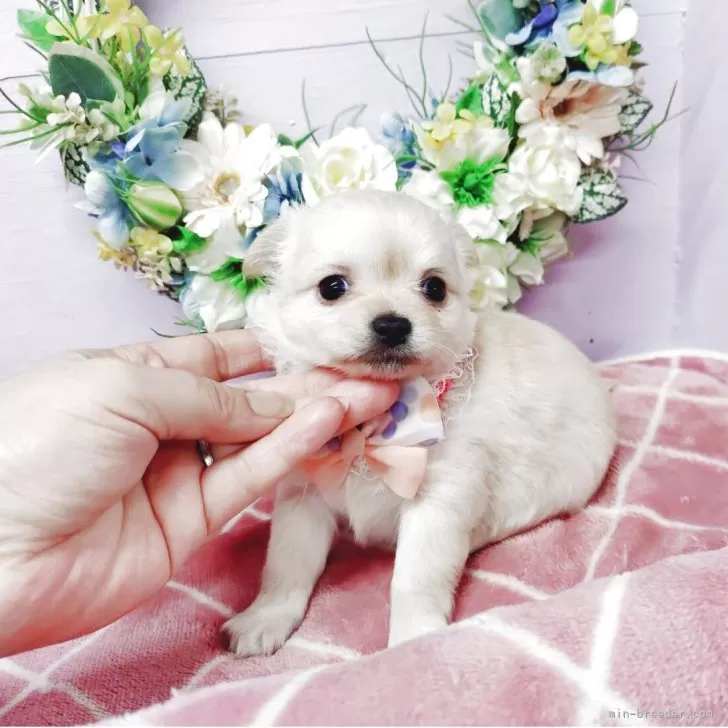 チワワ(ロング)【福島県・女の子・2025年4月4日・クリーム】の写真1「オレンジリボンの次女ちゃん🎀5月13日撮影」