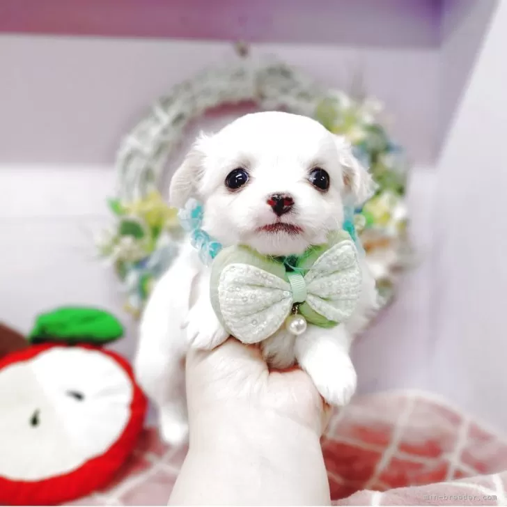ID:2504-03037の子犬