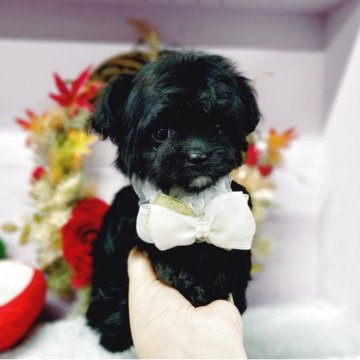 チワプー(トイプードル×チワワ)【福島県・女の子・2025年9月2日・ブラック】の写真「顎と後ろ両足先にホワイトの毛がかわいい!」