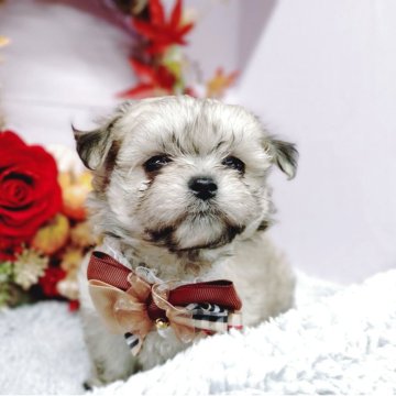 チワマル(チワワ×マルチーズ)【福島県・女の子・2025年9月12日・フォーン】の写真「ふわっとした毛並みの可愛さが特徴♥」