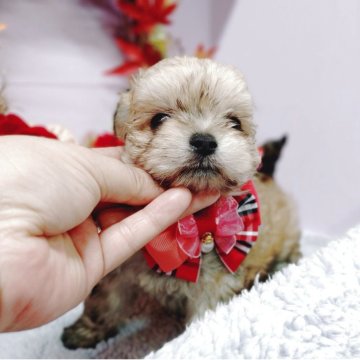 チワマル(チワワ×マルチーズ)【福島県・女の子・2025年9月12日・レッド】の写真「ふわっとした毛並みの可愛さが特徴♥」