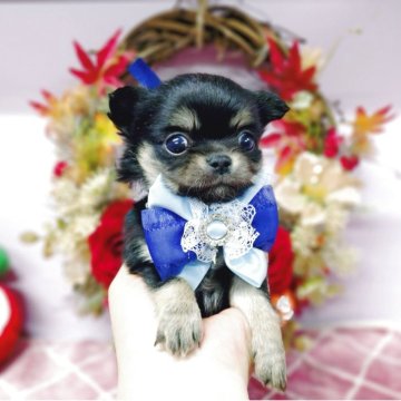 チワワ(ロング)【福島県・男の子・2025年9月19日・ブラックタン】の写真「瞳が大きなかわいい男の子🎀」