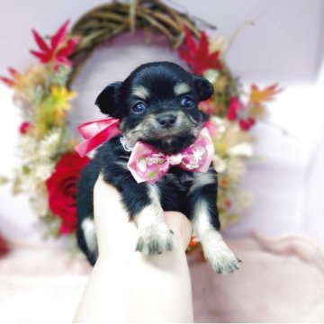 チワワ(ロング)【福島県・女の子・2025年10月3日・ブラックタン】の写真「穏やかで愛嬌のあるチワワちゃん🎀」