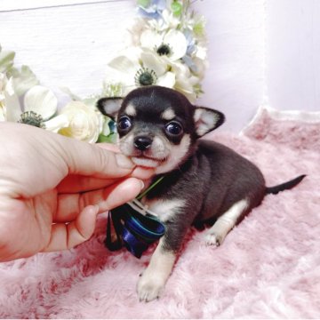 チワワ(スムース)【福島県・男の子・2025年5月1日・ブラックタン&ホワイト】の写真「ご予約は6月28日㈯迄予定です🙇」