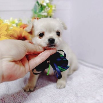 チワワ(ロング)【福島県・男の子・2025年6月20日・クリーム】の写真「綺麗な毛並みと毛色が特徴♡」
