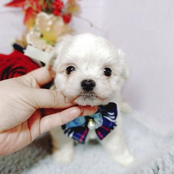 チワマル(チワワ×マルチーズ)【福島県・男の子・2025年9月12日・ホワイト】の写真「ふわっとした毛並みの可愛さが特徴♥」