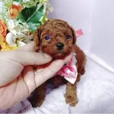 タイニープードル