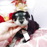 ミニチュアシュナウザー