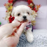 チワマル(チワワ×マルチーズ)