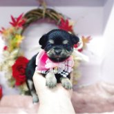 チワワ(ロング)