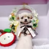 チワワ(ロング)
