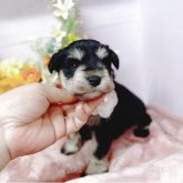 ミニチュアシュナウザー