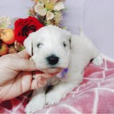 ミニチュアシュナウザー