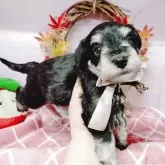 ミニチュアシュナウザー【福島県・女の子・2025年10月24日・ブラック&シルバー】の写真2